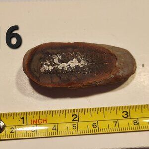 Old Indiana Fern Fossil